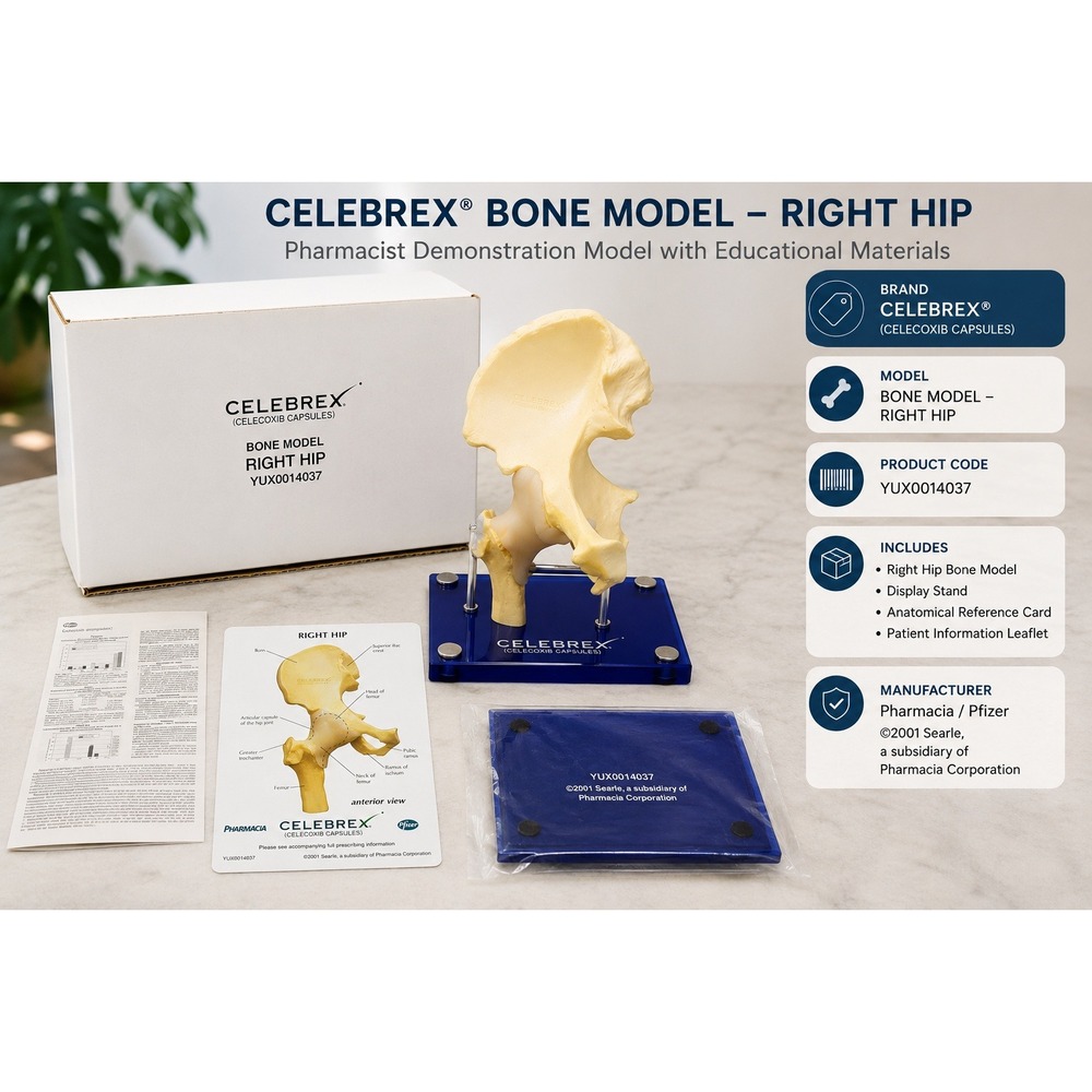Celebrex Right Hip Bone Anatomical Model Medical Pharma Promo GPI Anatomicals